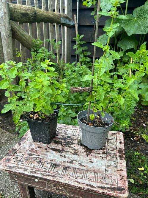 Biologische gewone Munt. Goed geworteld. Mentha, Tuin en Terras, Planten | Tuinplanten, Vaste plant, Kruiden, Volle zon, Zomer