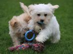 Leuke boomer pups., Dieren en Toebehoren, Nederland, Overige rassen, 8 tot 15 weken, CDV (hondenziekte)