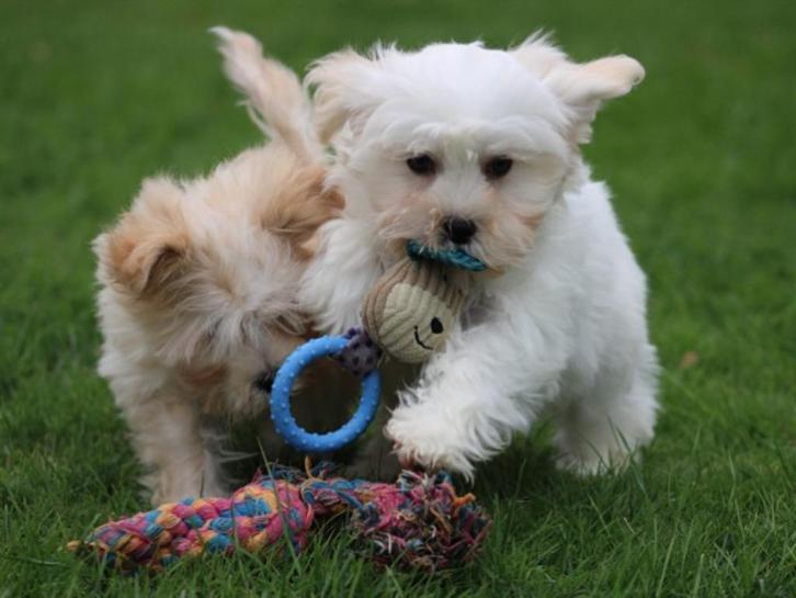 Leuke boomer pups., Dieren en Toebehoren, Honden | Chihuahua's en Gezelschapshonden, Meerdere dieren, Overige rassen, Fokker | Professioneel