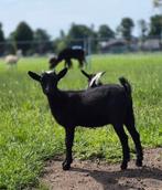Dwerggeitje, Dieren en Toebehoren, Schapen, Geiten en Varkens, Vrouwelijk, Geit, 0 tot 2 jaar