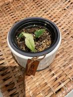 Ruilen: Alocasia Frydek & Odora Batik Variegata, Huis en Inrichting, Kamerplanten, Ophalen of Verzenden