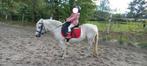 Gevraagd brave pony's, Dieren en Toebehoren, Pony's, B, B pony (1.17m tot 1.27m), Recreatiepony, Ontwormd