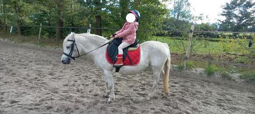Gevraagd brave pony's, Dieren en Toebehoren, Pony's, Meerdere dieren, B, B pony (1.17m tot 1.27m), Recreatiepony, 11 jaar of ouder
