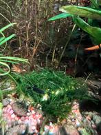 Aquariumsteen met Christmas mos (Vesicularia montagnei), Dieren en Toebehoren, Ophalen, Nieuw, Plant(en), Steen of Hout