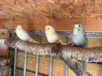 Jonge grasparkietjes om tam te maken, Dieren en Toebehoren, Vogels | Parkieten en Papegaaien, Meerdere dieren, Parkiet, Tam
