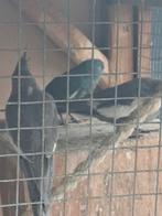 6 mooie valkparkieten, Dieren en Toebehoren, Meerdere dieren