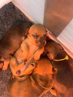 Jack Russel pups, Particulier, Rabiës (hondsdolheid), 8 tot 15 weken, Meerdere dieren