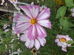 Biologische Cosmos bipinnatus 'Picotée' Zaden, Ophalen of Verzenden, Voorjaar, Volle zon, Zaad