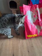 Oude poes zoekt laatste huisje, Dieren en Toebehoren, Katten en Kittens | Raskatten | Korthaar, Poes, Ontwormd, 6 jaar of ouder