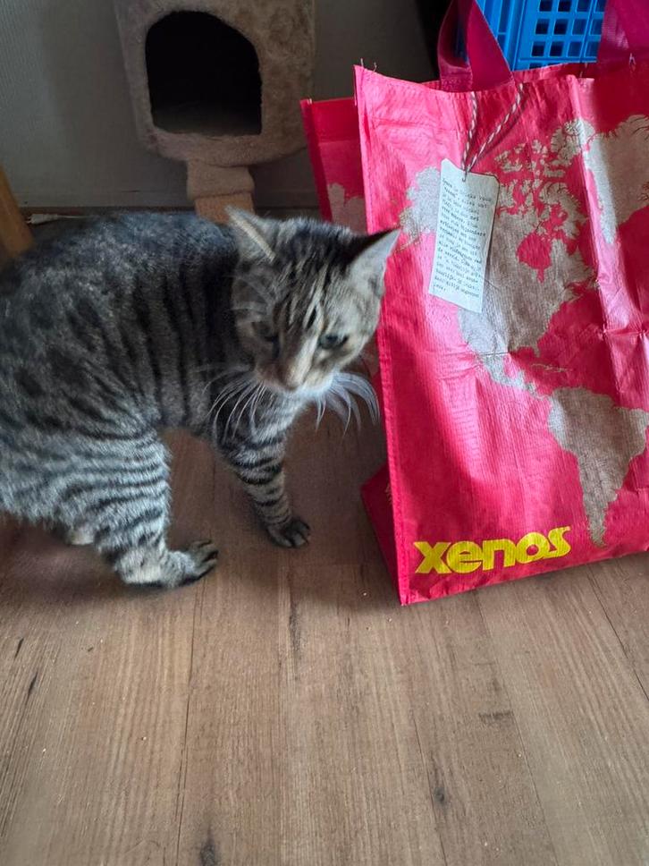 Oude poes zoekt laatste huisje, Dieren en Toebehoren, Katten en Kittens | Raskatten | Korthaar, Poes, 6 jaar of ouder, Ontwormd