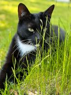 Lieve kater Alpha zoekt nieuw thuis – gevaccineerd & gechipt, Dieren en Toebehoren, Katten en Kittens | Raskatten | Korthaar, Kater