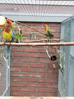 Prachtrosella parkieten, Meerdere dieren, Parkiet, Geringd