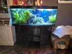 Juwel vision 450L compleet aquarium, Ophalen, Gebruikt, Gevuld zoetwateraquarium