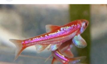 Regenboog elrits rainbow shiner vis vissen vijver aquarium beschikbaar voor biedingen
