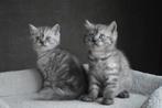 Britse Korthaar kittens, Dieren en Toebehoren, Katten en Kittens | Raskatten | Korthaar, Meerdere dieren