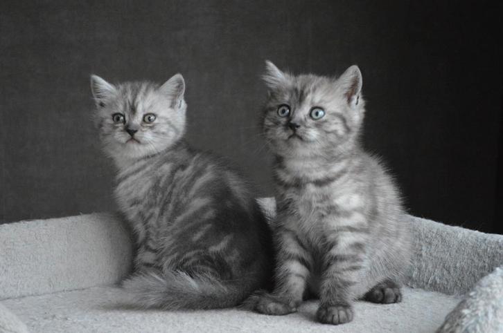 Britse Korthaar kittens, Dieren en Toebehoren, Katten en Kittens | Raskatten | Korthaar, Meerdere dieren