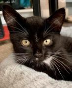 Kittens, zwart witte katers en een lapjespoes, Dieren en Toebehoren, Katten en Kittens | Overige Katten, Meerdere dieren, Kortharig