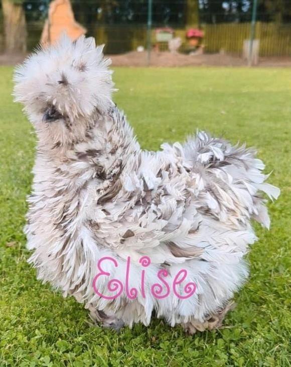 Broedeieren usa zijdehoen zijdehoenders kippen sierkippen, Dieren en Toebehoren, Pluimvee, Kip