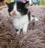 Maincoon x Ragdoll, Dieren en Toebehoren, Katten en Kittens | Overige Katten