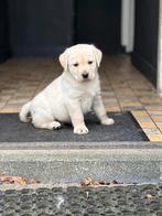 Gele labrador pups met stamboom, Parvo, Nederland, 8 tot 15 weken, Labrador retriever