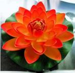 Mini Waterlelie 'Sunset' - 9,5 cm - NIEUW! [B - 186], Ophalen, Nieuw, Rechthoekig, Kunststof