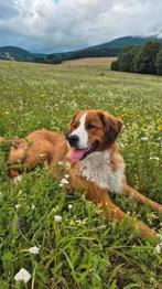 Berner Sennen / Sint Bernard pups verwacht, Ophalen