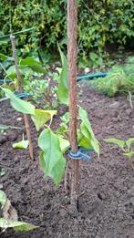 Paarse seringen, Ophalen, Overige soorten, 100 tot 250 cm