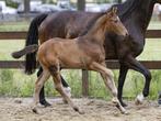 Prachtig veulen veel sportpotentieel, Dieren en Toebehoren, Paarden, Minder dan 160 cm, Niet van toepassing, Dressuurpaard, 0 tot 2 jaar