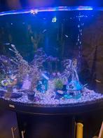 Aquarium zwart  hoekmodel Juwel  350 liter, Dieren en Toebehoren, Vissen | Aquaria en Toebehoren, Ophalen, Gevuld zoetwateraquarium