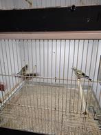 Majoor putters correct geringt, Dieren en Toebehoren, Vogels | Overige Vogels, Meerdere dieren, Wildzangvogel