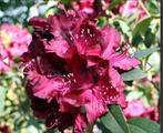 2 x Rhodondendron Marie Forte, Ophalen, Zomer, Overige soorten, Volle zon