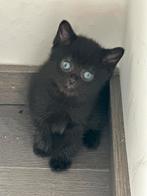 Lieve kittens zoeken een nieuw thuis, Dieren en Toebehoren, Meerdere dieren, Langharig, 0 tot 2 jaar