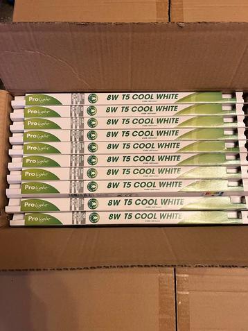 ProLight 8W T5 Cool White Lampen  30cm tl beschikbaar voor biedingen
