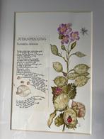 Botanisch aquarel, Ophalen of Verzenden