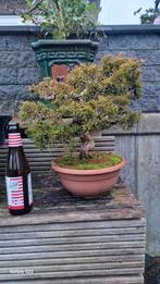 Juniperus Itoigawa Bonsai - Prachtige aanwinst!, Tuin en Terras, Planten | Tuinplanten, Ophalen of Verzenden