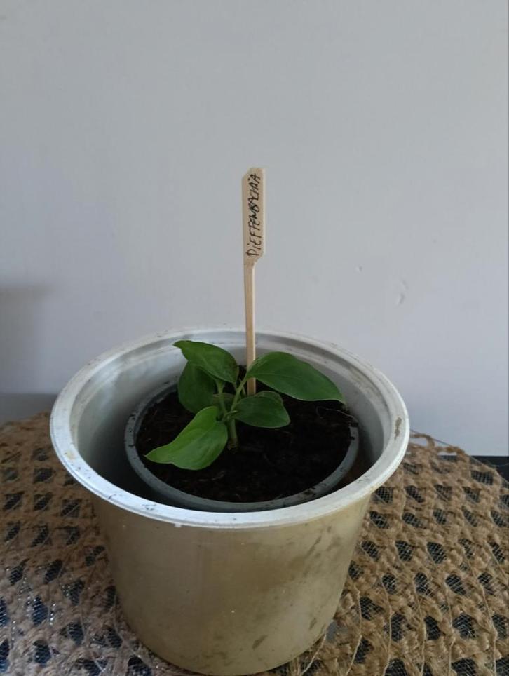 Dieffenbachia 🌿 Ruil mij!!🌿, Huis en Inrichting, Kamerplanten, Overige soorten, Minder dan 100 cm, Ophalen
