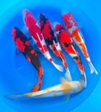 Jumbo Nisai 45 tot 55 cm en heel veel Nisai van Marusei, Dieren en Toebehoren, Vissen | Vijvervissen, Karper of Koi
