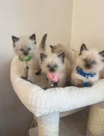 Ragdoll Kittens, Dieren en Toebehoren, Meerdere dieren, Ontwormd, 0 tot 2 jaar