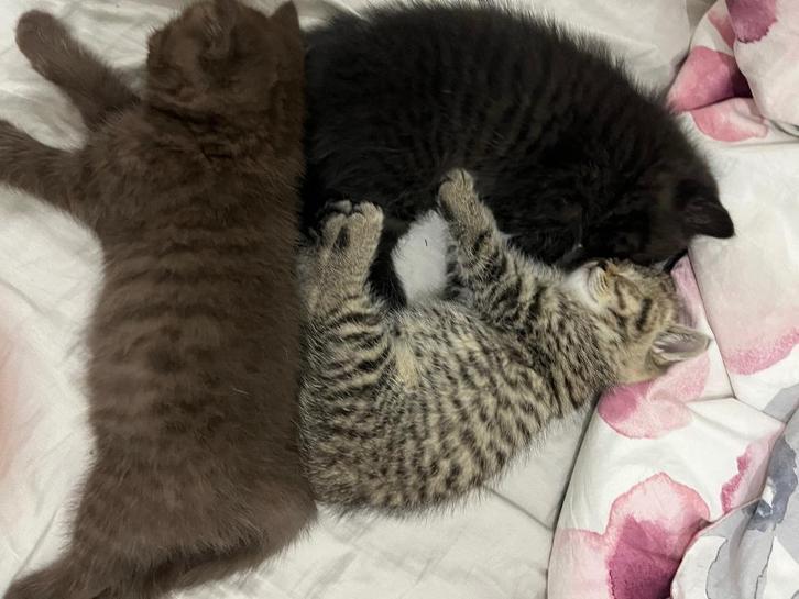 volle ras Britse korthaar vader is Britsekorthaar blue point, Dieren en Toebehoren, Katten en Kittens | Raskatten | Korthaar, Meerdere dieren