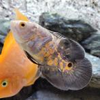 Pauwoog, oscar albino red tiger cichlide van 12cm, Vis