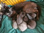 Lieve Kittens (1 week oud) GOED LEZEN, Dieren en Toebehoren, Katten en Kittens | Overige Katten, Meerdere dieren, Kortharig, 0 tot 2 jaar