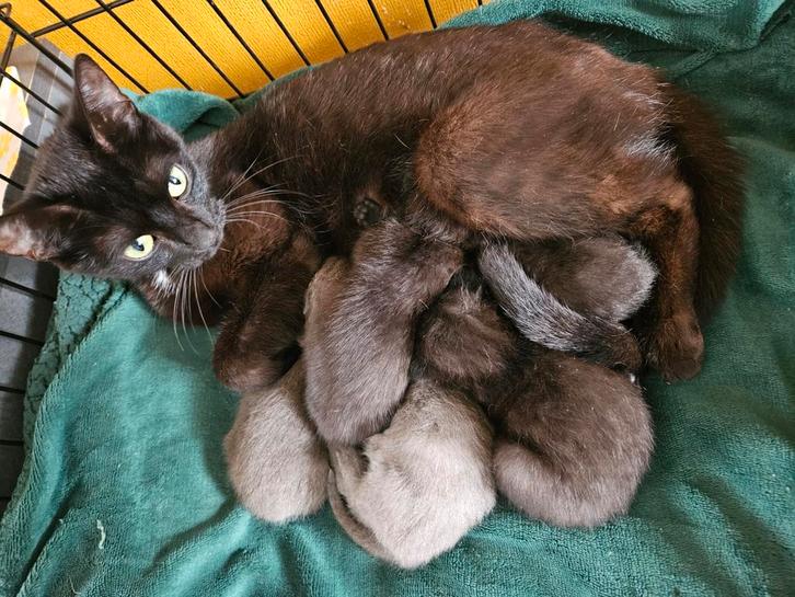 Lieve Kittens (1 week oud) GOED LEZEN, Dieren en Toebehoren, Katten en Kittens | Overige Katten, Kortharig, Meerdere dieren, 0 tot 2 jaar
