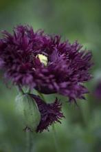 39/ zaad Pioenpapaver - papaver paeoniflorum black swan zwar, Tuin en Terras, Bloembollen en Zaden, Ophalen of Verzenden, Voorjaar