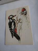 GROTE BONTE SPECHT.   979.      KO VAN DEN BROECKE, Verzamelen, Ansichtkaarten | Themakaarten, Ophalen of Verzenden, 1960 tot 1980