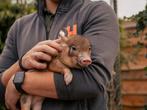 Minivarkens | Jonge biggen in verschillende kleuren, Dieren en Toebehoren, Schapen, Geiten en Varkens, Meerdere dieren, Varken