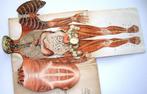 Le Corps Humain - Ebenhoech - Anatomie Beweegbare platen, Ophalen of Verzenden