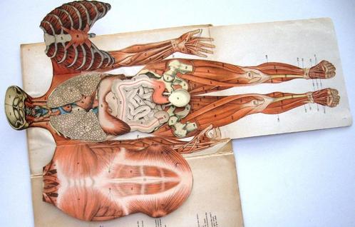 Le Corps Humain - Ebenhoech - Anatomie Beweegbare platen, Antiek en Kunst, Antiek | Boeken en Bijbels, Ophalen of Verzenden