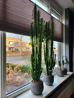 Grote Cactussen, Groene kamerplant, Ophalen, Cactus, Volle zon