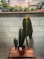 Philodendron spec., Huis en Inrichting, Kamerplanten, Ophalen, Halfschaduw, Minder dan 100 cm
