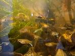 Mooie Guppies,   15 voor €5, Dieren en Toebehoren, Vis, Zoetwatervis, Schoolvis